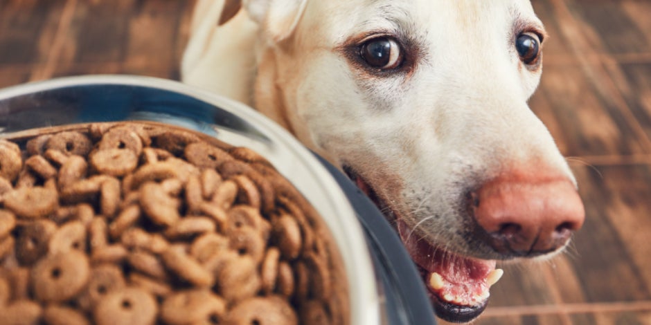 purina-brand-guia-de-alimentacion-para-tu-perro.jpg