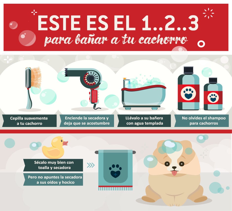 purina-infografia-pasos-para-banar-a-tu-perro.jpg