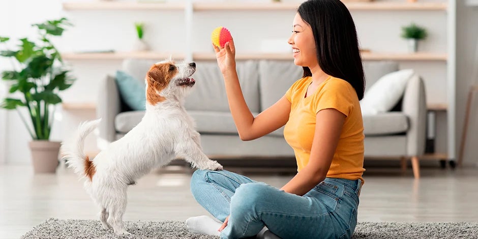 purina-brand-razas-de-perros-pequeños-para-departamento-nota-06.jpg