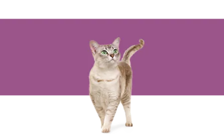 purina-cuidados-gatos.png.webp?itok=OoYVJ5DY