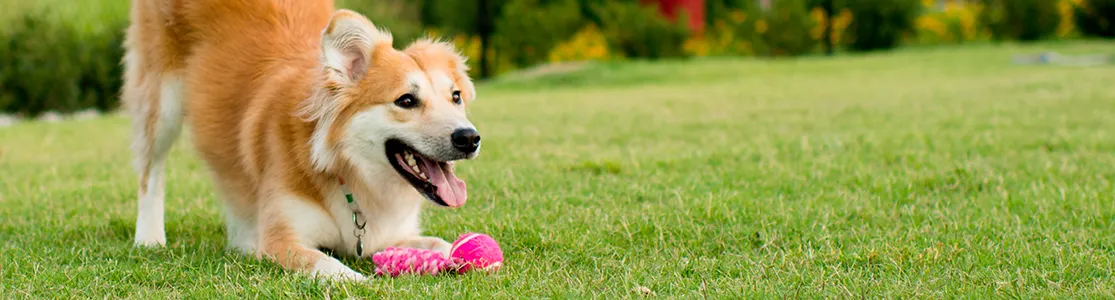 purina-brand-como-es-la-personalidad-de-mi-cachorro-banner-desktop.png