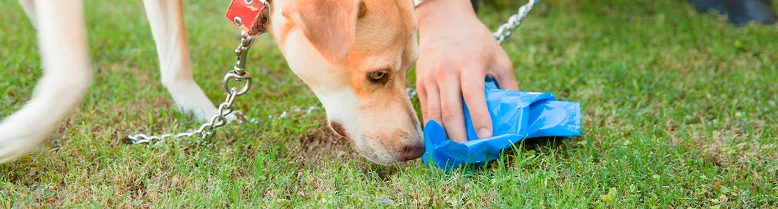 purina-brand-coprofagia-en-perros-por-qué-los-perros-se-comen-su-popó-banner-hero-desktop.jpg