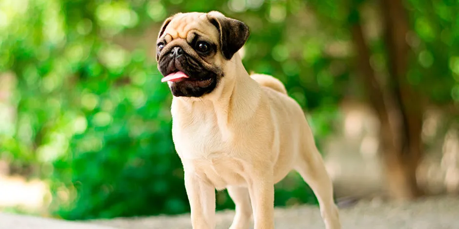 purina-caracteristicas-y-curiosidades-de-los-pug_2.jpg