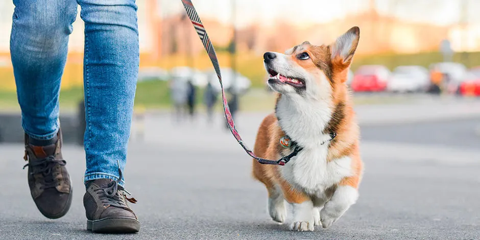 purina-como-educar-a-un-perro-desde-cachorro.jpg