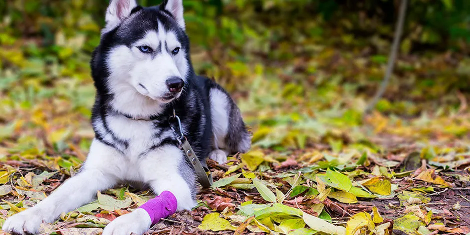 purina-heridas-en-las-patas-de-tu-perro.jpg