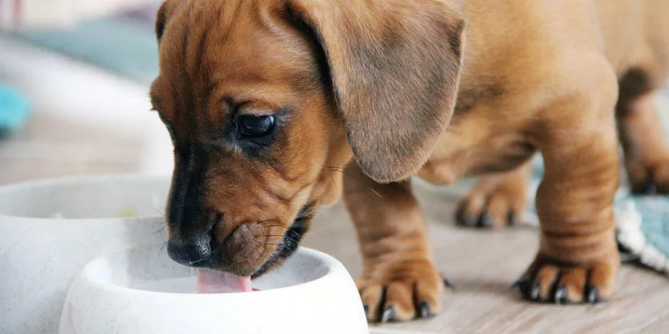 purina-la-alimentacion-para-perros-cachorros.jpg