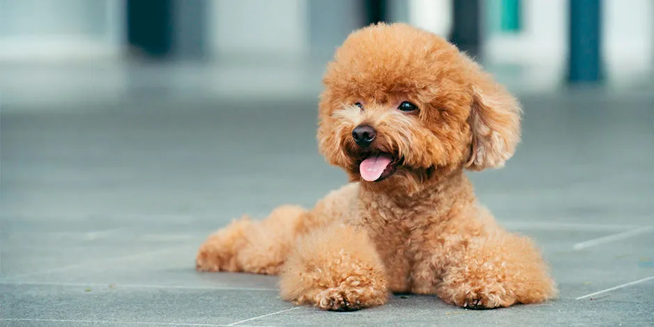 purina-que-sabes-de-los-perros-poodle_0.jpg